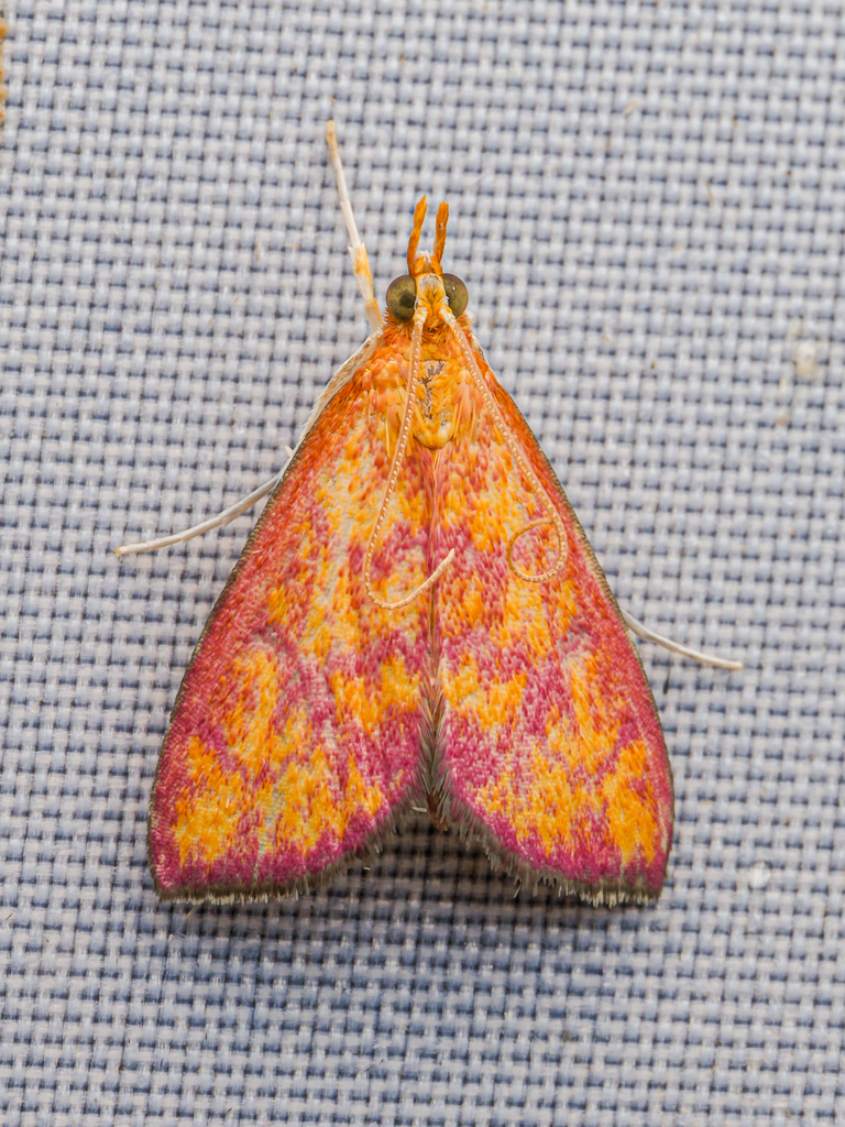 Carminibotys carminalis