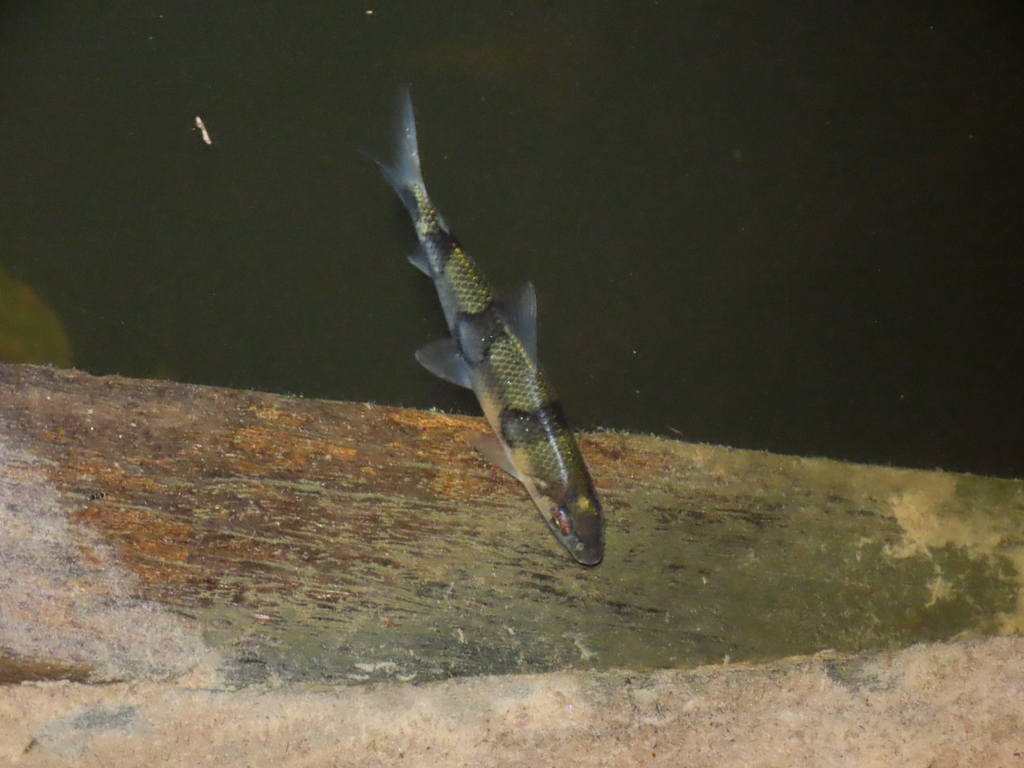 Hemiodus sterni