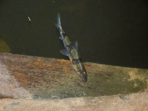Hemiodus sterni