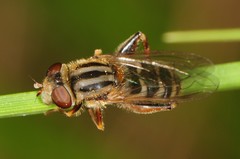 Anasimyia