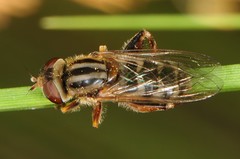 Anasimyia
