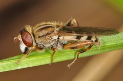 Anasimyia