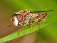 Anasimyia