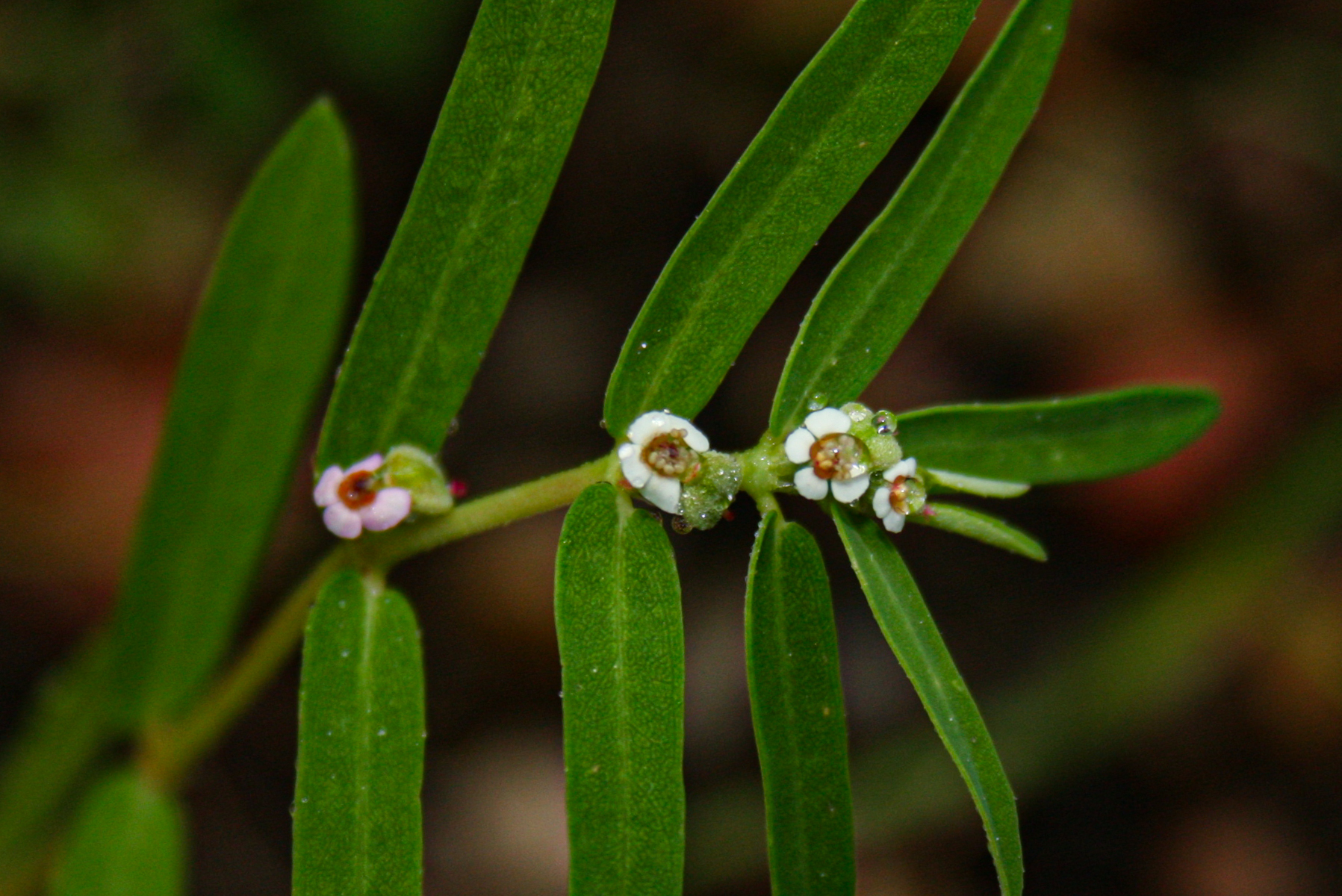 Euphorbia lupatensis
