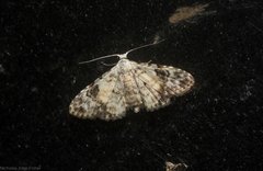 Araeopteron epiphracta