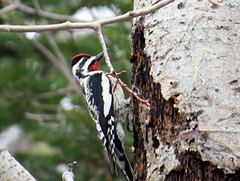 Sphyrapicus varius image