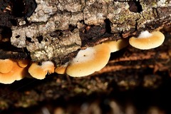 Crepidotus praecipuus