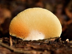 Crepidotus praecipuus