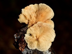 Crepidotus praecipuus