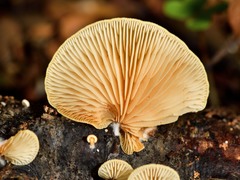 Crepidotus praecipuus