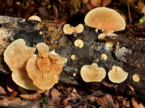 Crepidotus praecipuus E.Horak