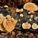 Crepidotus praecipuus - Photo 由 Dougal Townsend 所上傳的 (c) Dougal Townsend，保留部份權利CC BY-NC