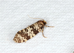 Ardiosteres moretonella