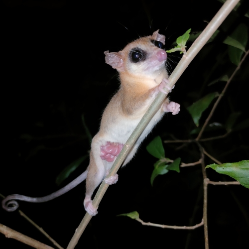 Robinson's Mouse Opossum