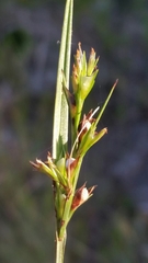 Scleria muehlenbergii