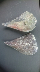 Atrina vexillum