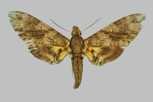 Panogena lingens