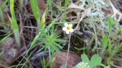 Leptosiphon parviflorus