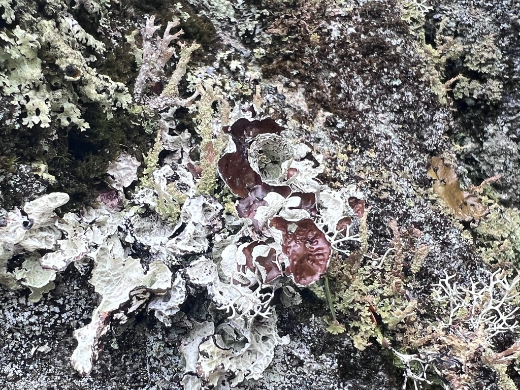 Crumpled Rag Lichen from Pisgah National Forest, Burnsville, NC, US on ...