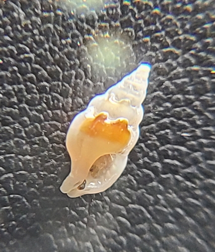 Aspella observed 2024-03-11