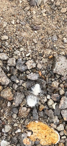 Dasymutilla