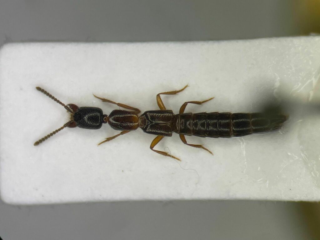 Stictolinus flavipes