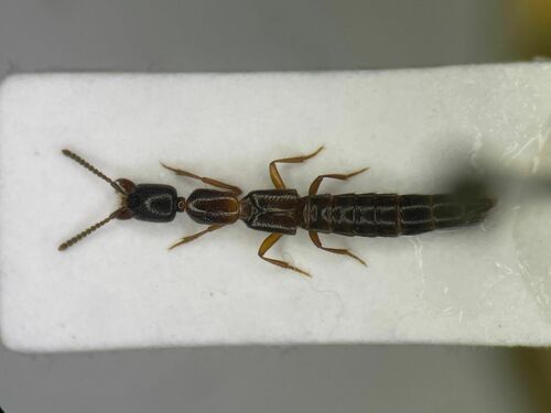 Stictolinus flavipes