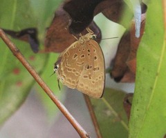 Arhopala aedias