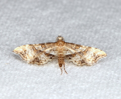 Palaeodes samealis