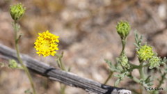 Chaenactis glabriuscula