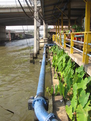 Varanus salvator macromaculatus