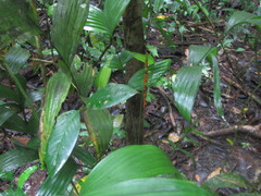 Geonoma macrostachys