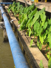 Varanus salvator macromaculatus