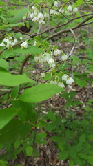 Styrax
