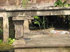 Varanus salvator macromaculatus