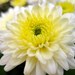 Chrysanthemum - Photo (c) annendale, μερικά δικαιώματα διατηρούνται (CC BY-NC-SA)