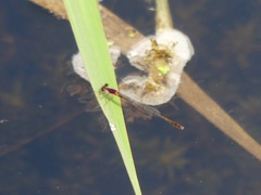 Enallagma dubium