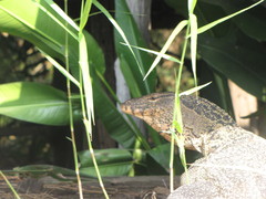 Varanus salvator macromaculatus