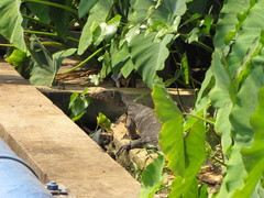 Varanus salvator macromaculatus