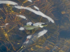 Fundulus catenatus
