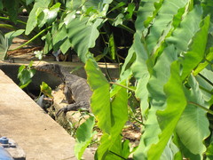 Varanus salvator macromaculatus