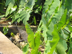 Varanus salvator macromaculatus