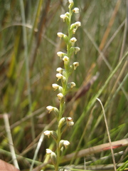 Tylostigma hildebrandtii