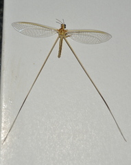 Nemopteridae
