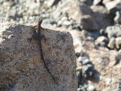 Pristurus celerrimus
