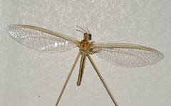 Nemopteridae