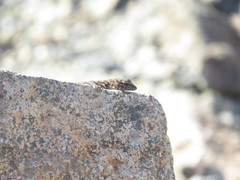 Pristurus celerrimus