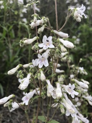 Penstemon arkansanus