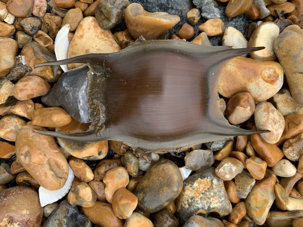 Thornback Skate in March 2024 by ioleta · iNaturalist