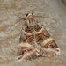 Cerocala vermiculosa - Photo 由 copper 所上傳的 (c) copper，保留部份權利CC BY-NC